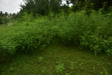 Lush green vegetation fills a field under a cloudy sky.