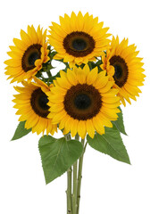 A vibrant bouquet of large sunflowers with bright yellow petals and dark brown centers, lush green leaves, and sturdy stems, densely arranged against a pristine plain white background, 3/4
