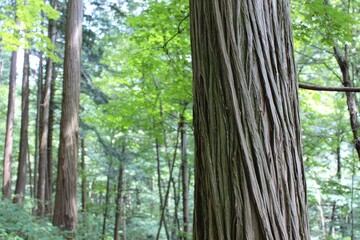 Close-up of a tree trunk in a forest. Lush green foliage surrounds the trunk