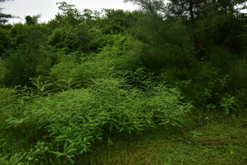 Lush green vegetation fills a field under a cloudy sky.