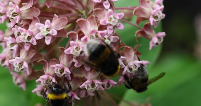 The nectar-drunk bumblebees pollinate the flowers of Common Milkweed
