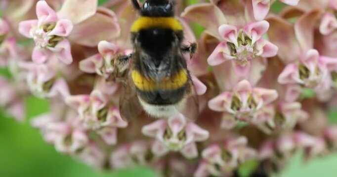 The nectar-drunk bumblebees pollinate the flowers of Common Milkweed
