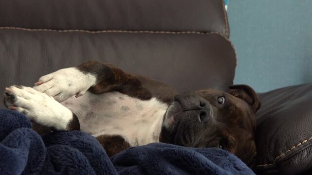 Un jeune chien Staffordshire Bull Terrier bring&eacute; au repos allong&eacute; sur un canap&eacute;