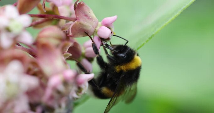 The nectar-drunk bumblebees pollinate the flowers of Common Milkweed

