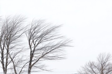 Bare winter trees against a white sky