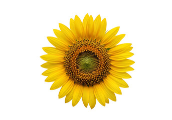 Fototapeta premium Close-up of a vibrant sunflower against a black background.