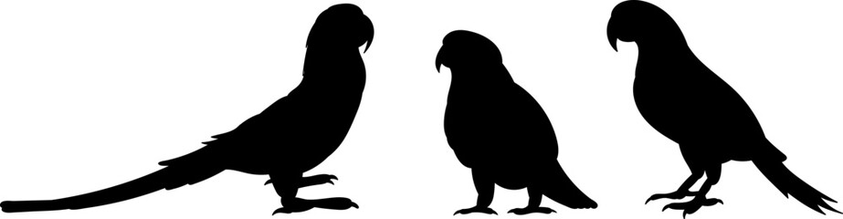 parrot silhouette, vector