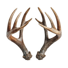 Majestic Antlers: Two meticulously preserved deer antlers, showcasing intricate natural textures and commanding presence, are displayed on a stark backdrop.