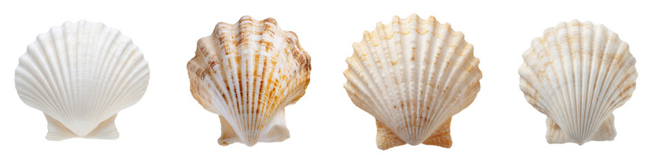 Seashell Array: An elegant array of four seashells, each displaying a unique texture and color, perfectly arranged. Evoking a sense of calm, relaxation, and the natural beauty of the coast.