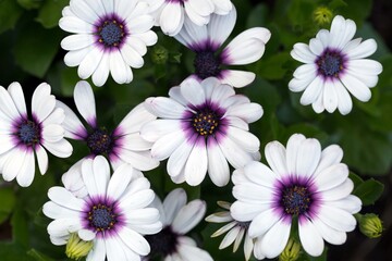 White daisy-like flowers of osteospermum. Perennial flowers, gardening, landscape design.