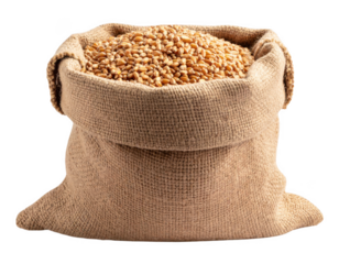 Wheat grain in burlap bag isolated on white and transparent background