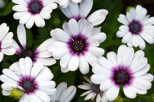 White daisy-like flowers of osteospermum. Perennial flowers, gardening, landscape design. - Powered by Adobe