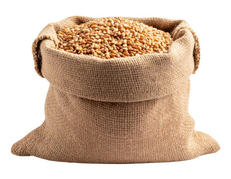 Wheat grain in burlap bag isolated on white and transparent background