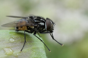 Fototapeta premium Detailed closeup on a spotted muscid fly, Graphomya maculata sitting on a white flower