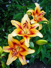 Magnificent lily flowers. Perennial flowers. Gardening, landscape design.