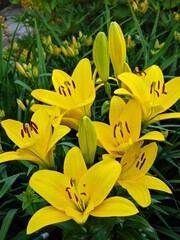 Magnificent lily flowers. Perennial flowers. Gardening, landscape design.