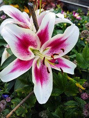 Magnificent lily flowers. Perennial flowers. Gardening, landscape design.