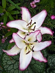 Magnificent lily flowers. Perennial flowers. Gardening, landscape design.