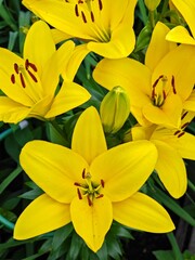 Magnificent lily flowers. Perennial flowers. Gardening, landscape design.