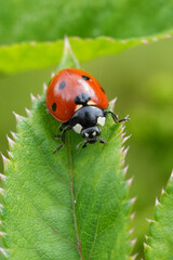 Close-up of a red ladybug with black spots resting on a vibrant green leaf with serrated edges, set against a blurred green background.