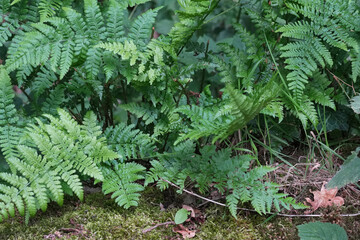 Lush green ferns carpet the forest floor, their intricate fronds creating a natural tapestry in a tranquil woodland scene.