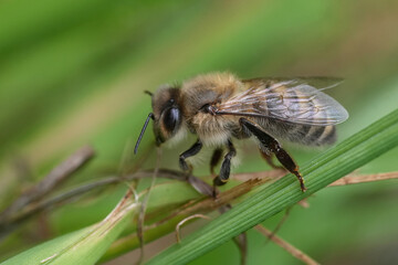 A bee rests on a blade of grass, its fuzzy body and delicate wings in focus against the blurred greenery. Natural and serene.