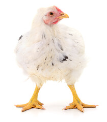 white hen isolated.