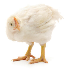 White chicken isolated.