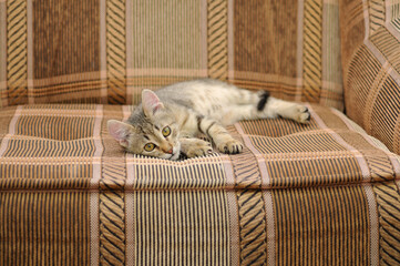 Kitten on textile background