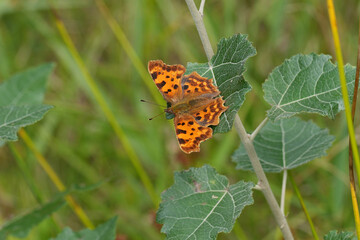Closeup on the European comma butterfly, Polygonia c-album with spread wings