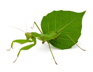 Fototapeta premium Green praying mantis on a leaf