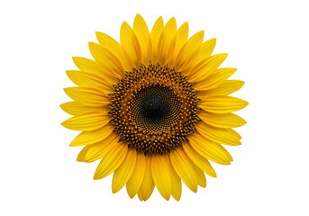 Close-up of a vibrant sunflower against a black background.