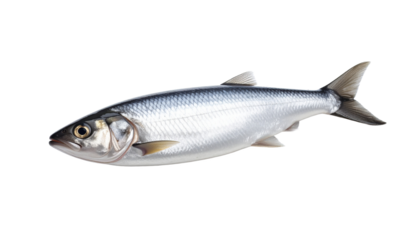 Herring fish isolated on transparent background