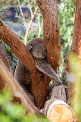 Koala, Australia
