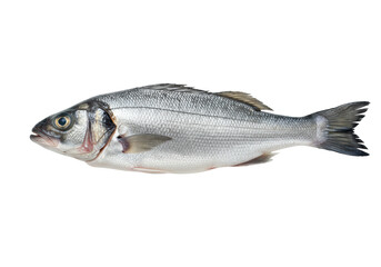 Fototapeta premium Pristine European sea bass, brilliant silver scales and clear eyes, perfectly horizontal on a seamless transparent background with uniform shadowless studio lighting, high-quality seafood product