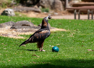 Eagle, Australia