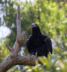 Wedge-tailed eagle, Australia
