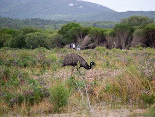 Prom Wildlife walk, Wilsons Promontory National Park, Australia