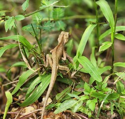 lizard on a tree