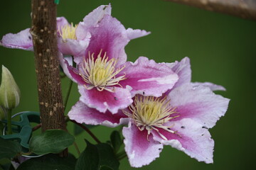 Nahaufnahme von rosa Clematis Blüten im Sonnenlicht.