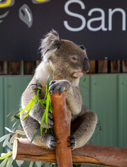 Koala, Australia