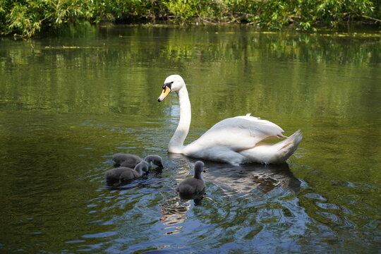 mother swan with cygnets swimming on river. white swan family - Powered by Adobe