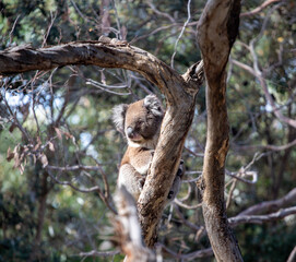 Koala, Australia