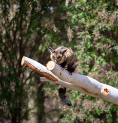 Flying squirrel, Australia