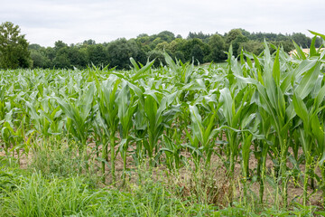 Green cornfield growing under a cloudy sky with trees in the background.
