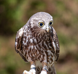 Owl, Australia