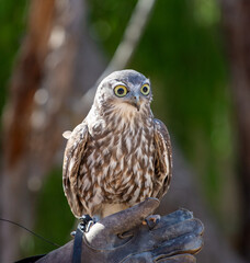 Owl, Australia