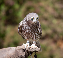 Owl, Australia
