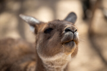 Obraz premium Kangaroo, Australia