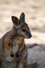 Wallaby, Australia